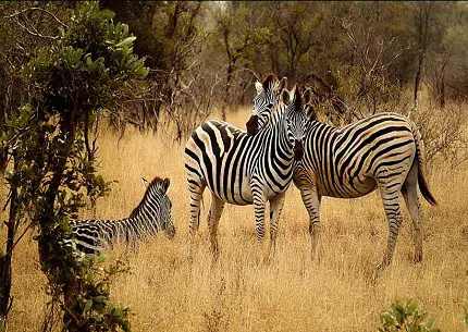 arusha daytrip Tanzania safari tour