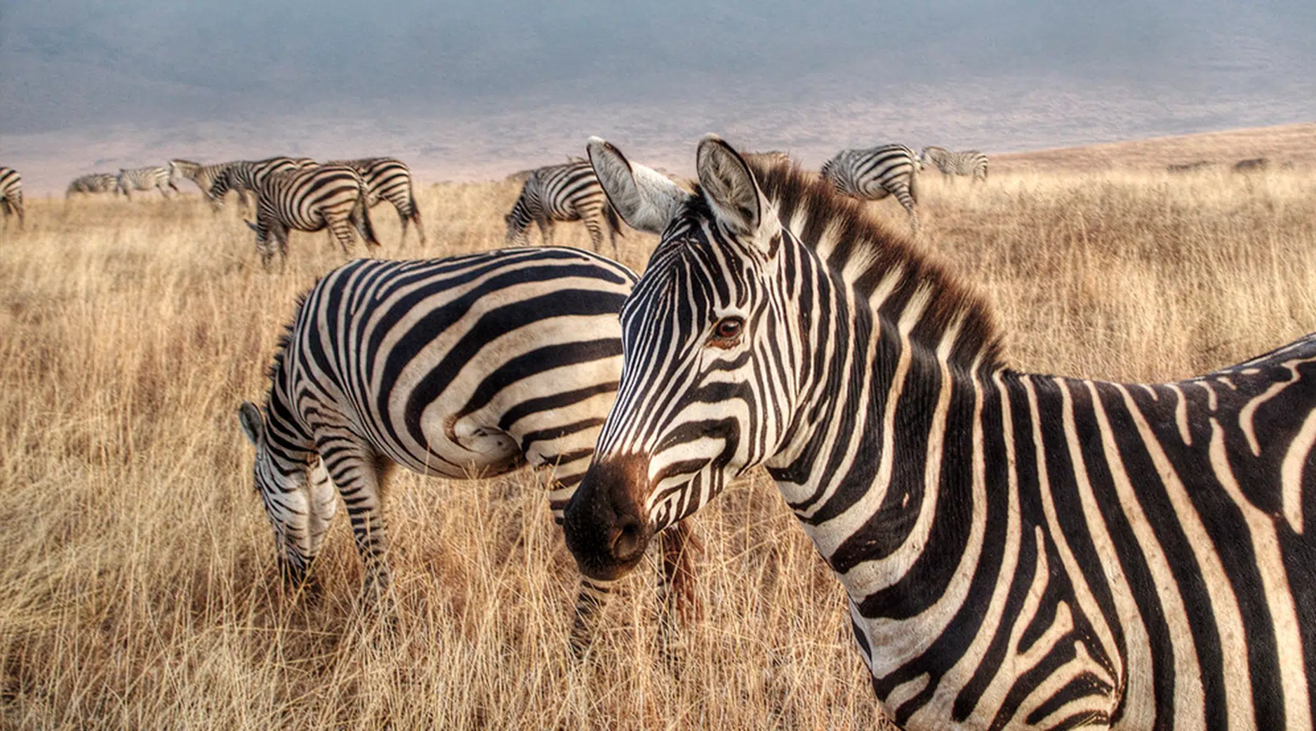 2 days Tanzania safari tour budget/luxury package - Ngorongoro