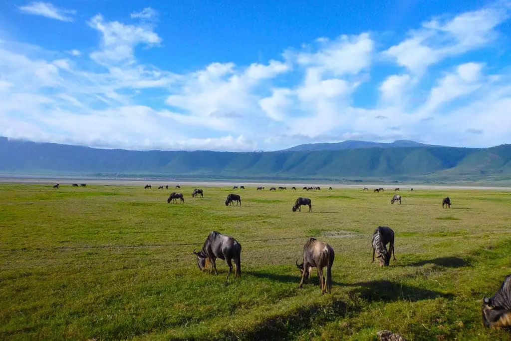 Ngorongoro crater day trip tour