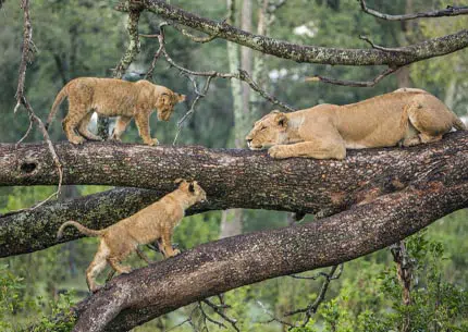 manyara-day-trip-tour