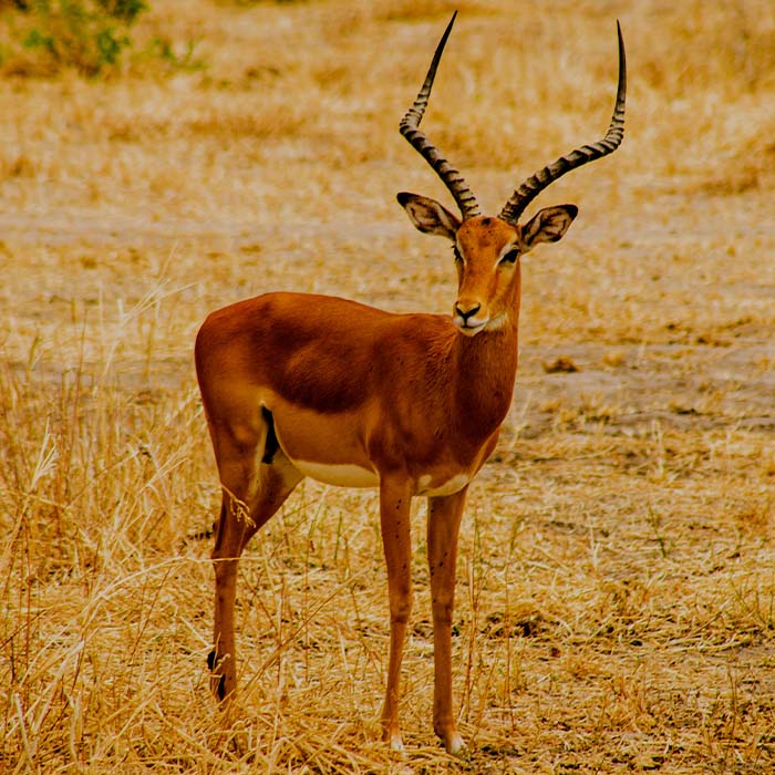 best-safari-tanzania
