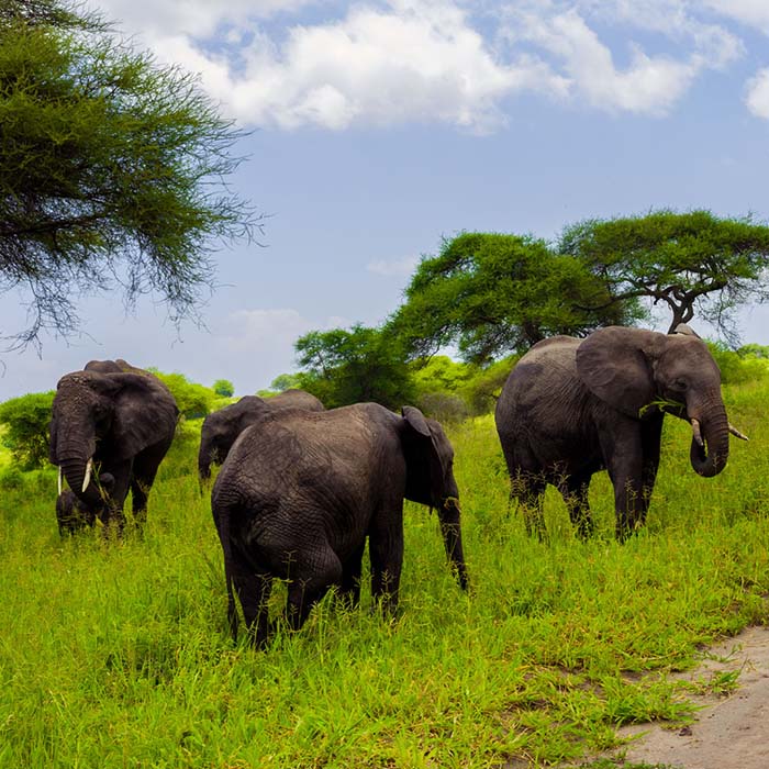 best-safari-tanzania