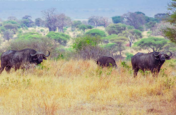 four-days-tanzania-safari-tour-package-mikumi-selous